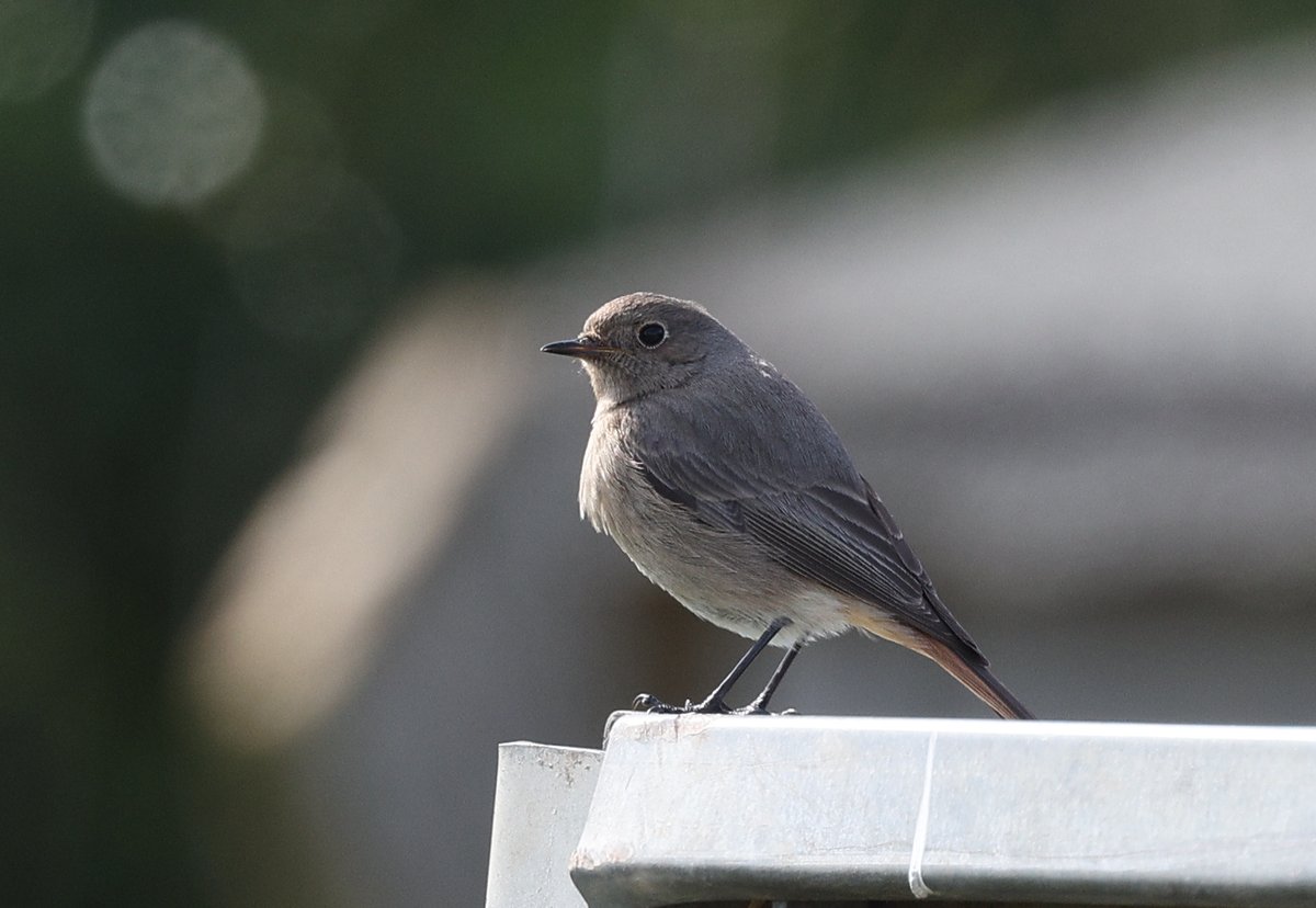 HemmingsTim's tweet photo. Black redstart at winterton. https://t.co/FHj0R6VrbI