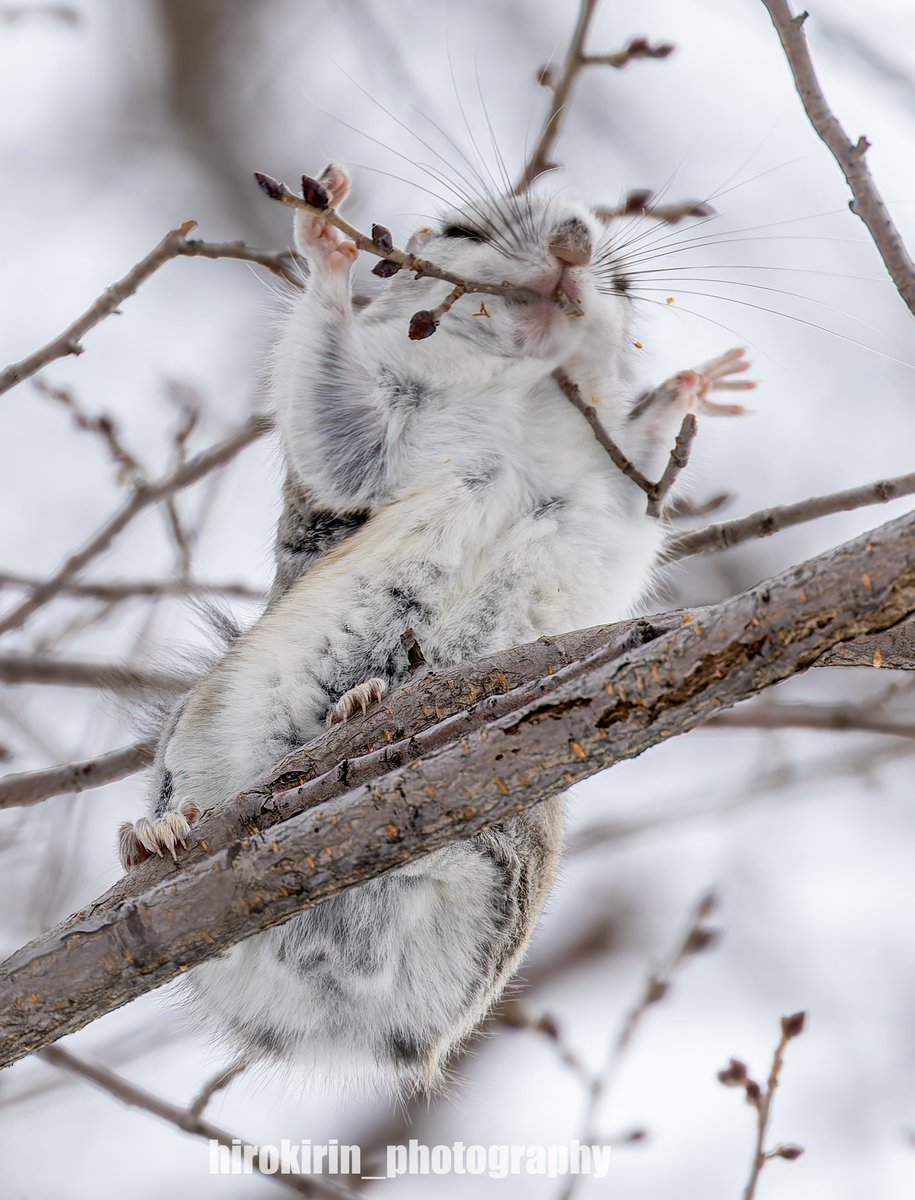 hirokirin_photography 可愛いモフモフを届ける人📸 tweet media