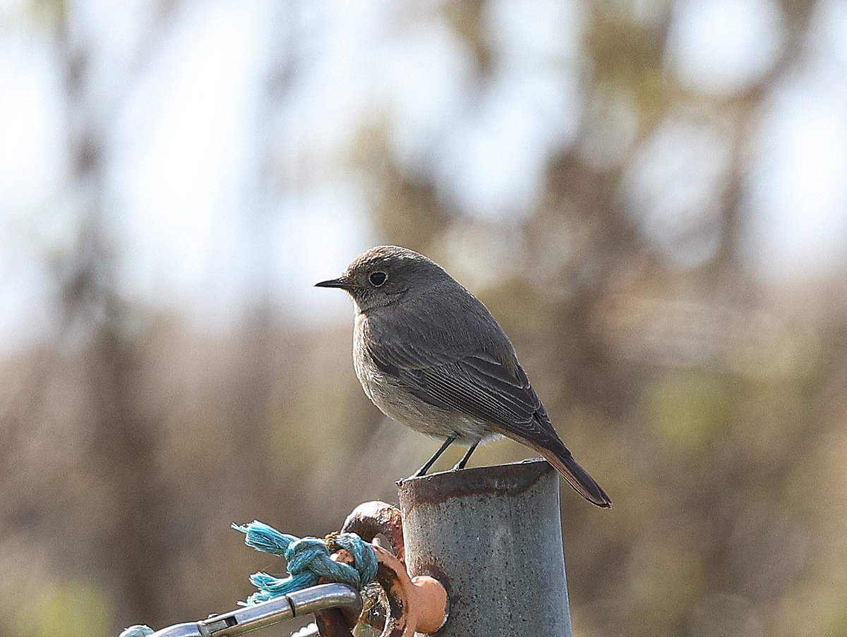HemmingsTim's tweet photo. Black redstart at winterton. https://t.co/FHj0R6VrbI
