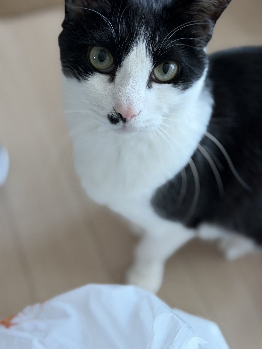 ℂℝ𝔼𝔸𝕄 ℂℍ𝔼𝔼𝔼ℤ𝔼 tweet media