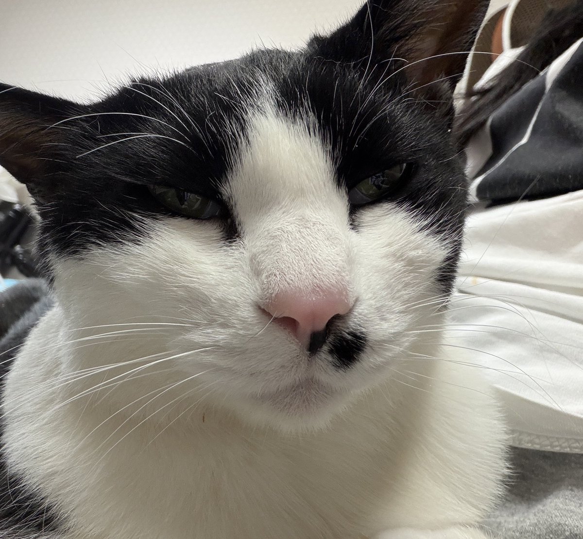 ℂℝ𝔼𝔸𝕄 ℂℍ𝔼𝔼𝔼ℤ𝔼 tweet media