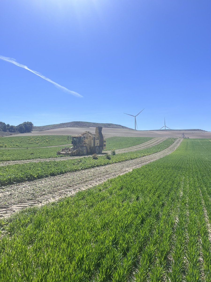 Oscar Olivar tweet media