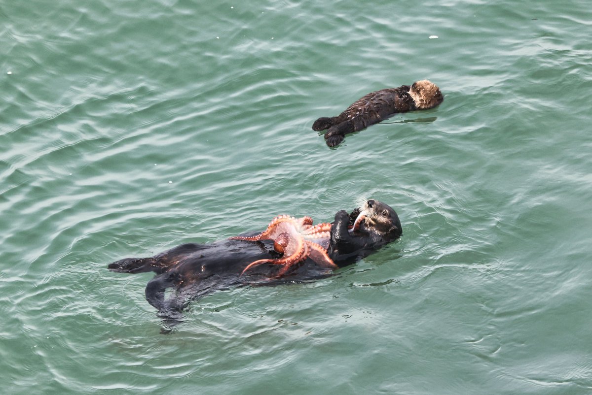 ๆธฉๆ นๆนฏๆธฉๆณใฎไบบโจ๏ธ tweet media