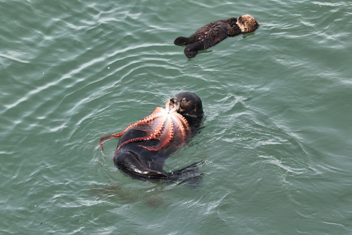 ๆธฉๆ นๆนฏๆธฉๆณใฎไบบโจ๏ธ tweet media