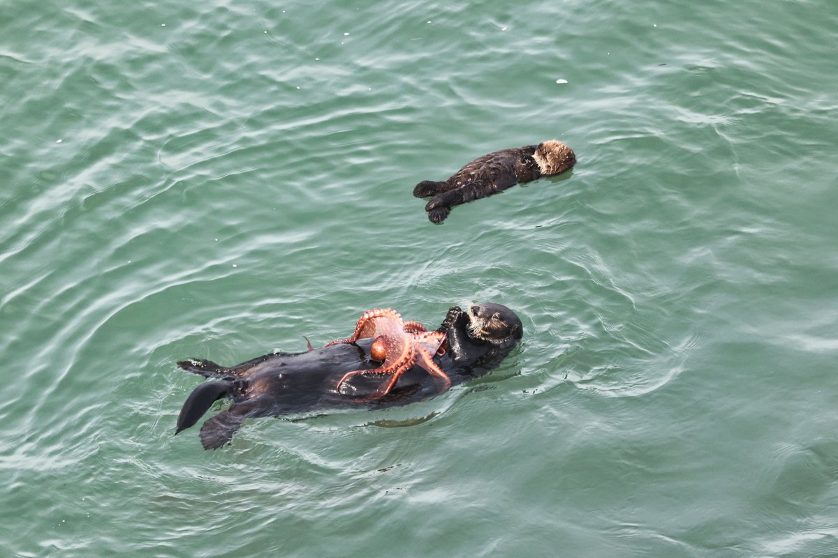 ๆธฉๆ นๆนฏๆธฉๆณใฎไบบโจ๏ธ tweet media