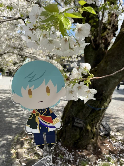 というわけで(?)いつも売り子をしてくれるもんちゃんがしぞーか来てくれたので、伊豆に泊まりつつ東部を観光してきました! 1日目はよく晴れてて三嶋大社の満開の桜を満喫出来て良かった!! リーゼント餅こと福太郎も食べました