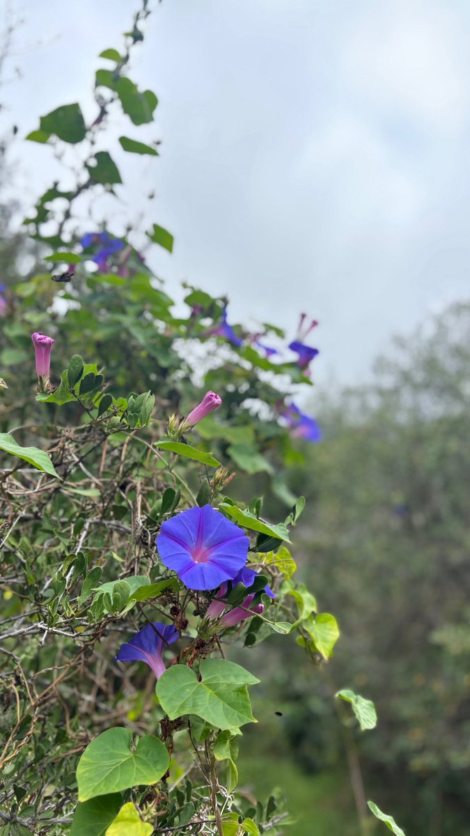 𝙶𝚛𝚎𝚎𝚗 𝙴𝚢𝚎𝚜 & 𝙷𝚊𝚖 tweet media