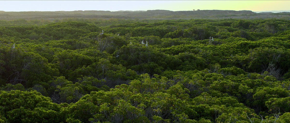 Netflix MENA tweet media