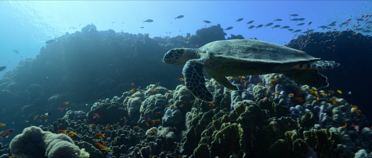 Netflix MENA tweet media