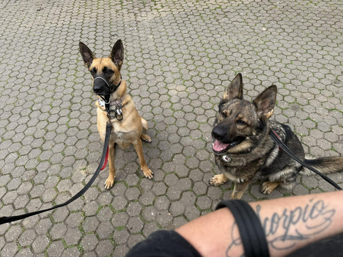 German Shepherd Rescue Elite ( GSRE ) tweet media