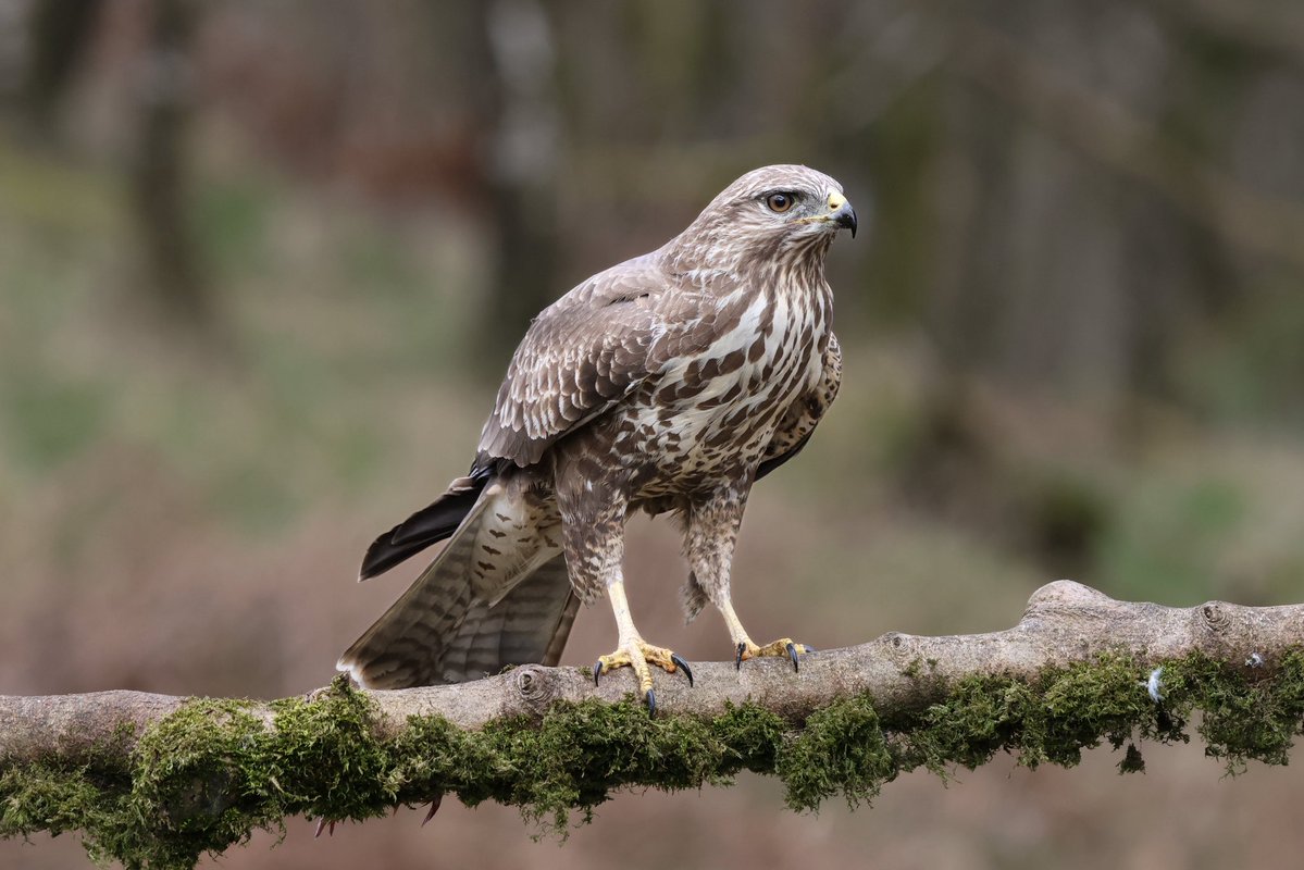 Steve Hubbard tweet media