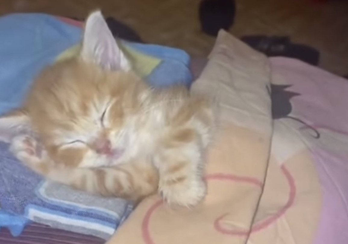 Nurse meow~ tweet media