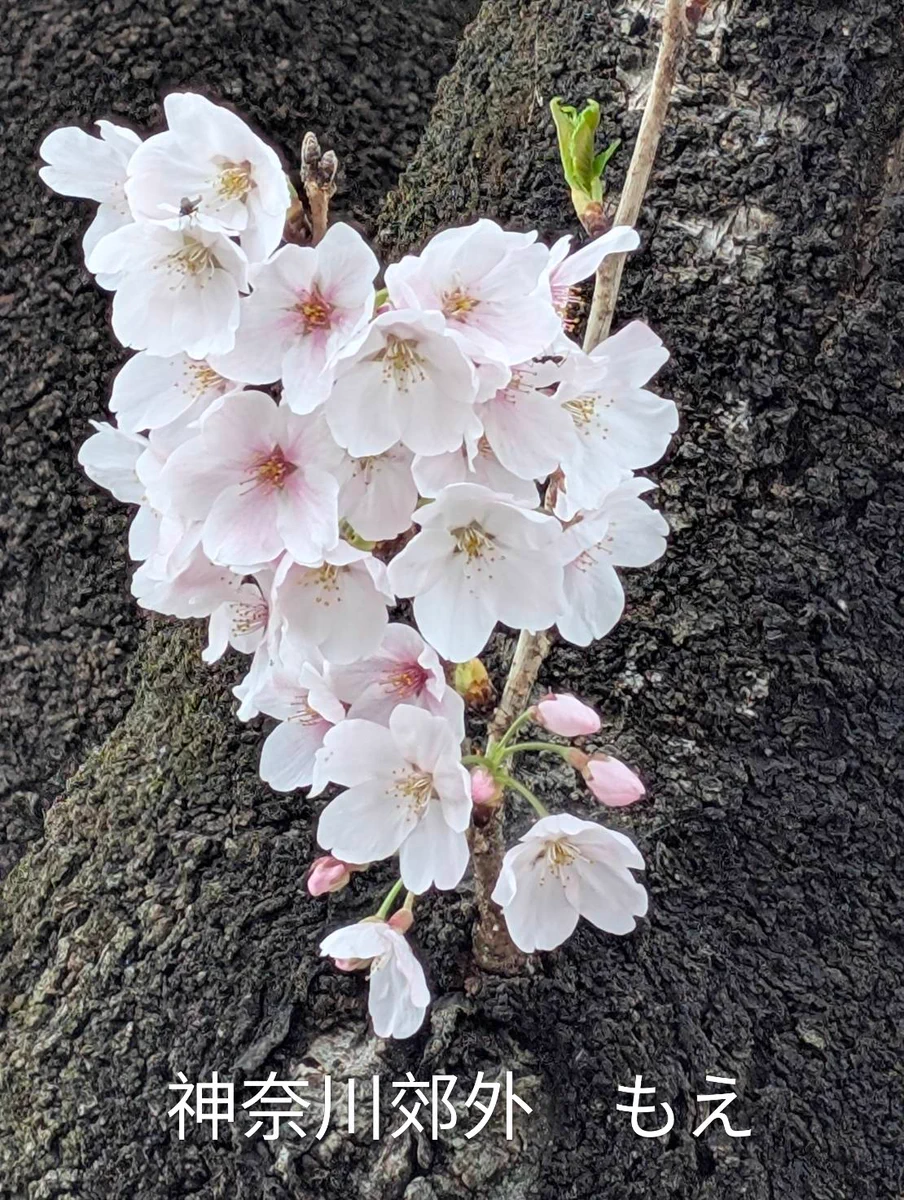 送料無料　表千家　竹花入 銘『油蝉』　花押　高22.7ｃｍ 竹島宏 Hiroshi Takeshima【公式】 on X: 