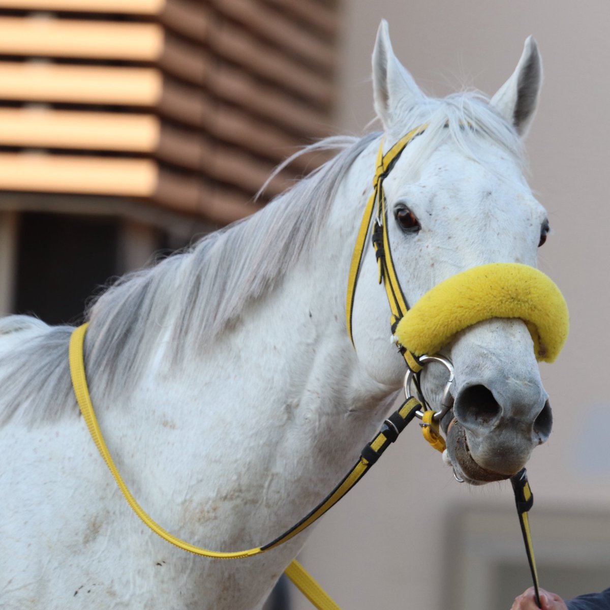 プラチナ✨ゴールド⚓️ tweet media