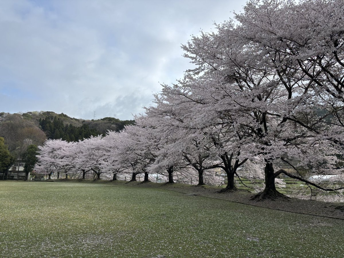 ドゥクシ tweet media