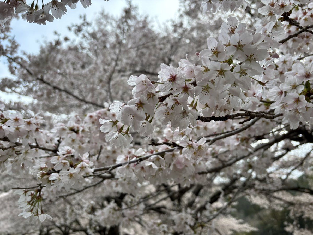 ドゥクシ tweet media