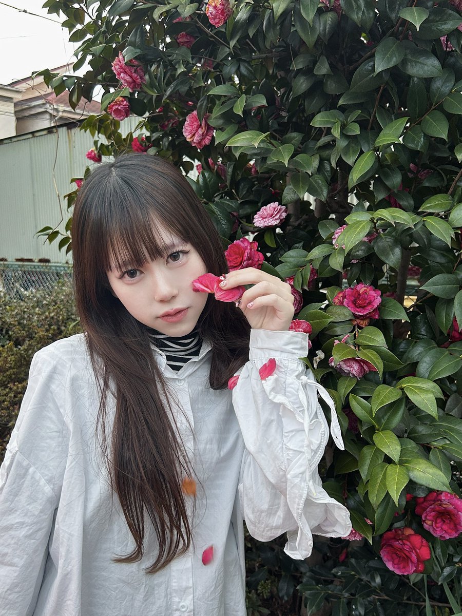 はなびら、はらり