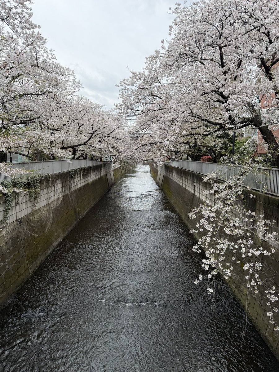 shinotech96's tweet photo. ちょっと遅めの花見散歩。
葉桜になりつつあるけどまだまだ綺麗です。
#家族 #花見 #散歩 #親バカ #妻バカ https://t.co/cQNR2WAiQi