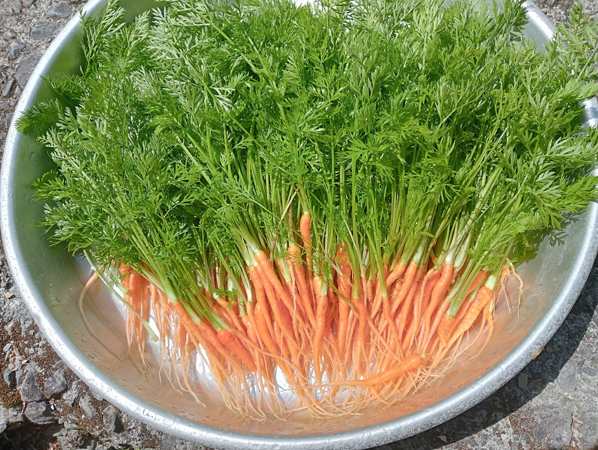 農家の特権は、市場に流通しない美味しい野菜を知っていること。間引き人参は、サラダに入れても美味いし、天ぷらにするともっと美味しい。うちでは、お客様やご近所さんにもお裾分けする！畑で採れるものは、できるだけ捨てずに消費するのが僕のモットー。せっかくメチャ大切に育てているのだから！
