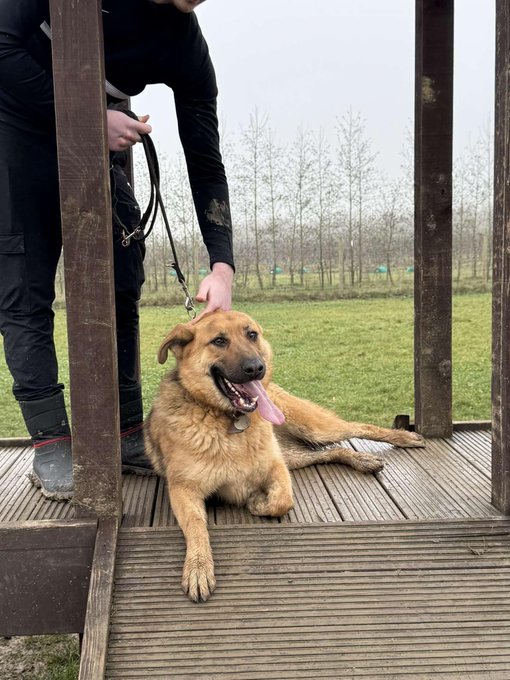 German Shepherd Rescue Elite ( GSRE ) tweet media