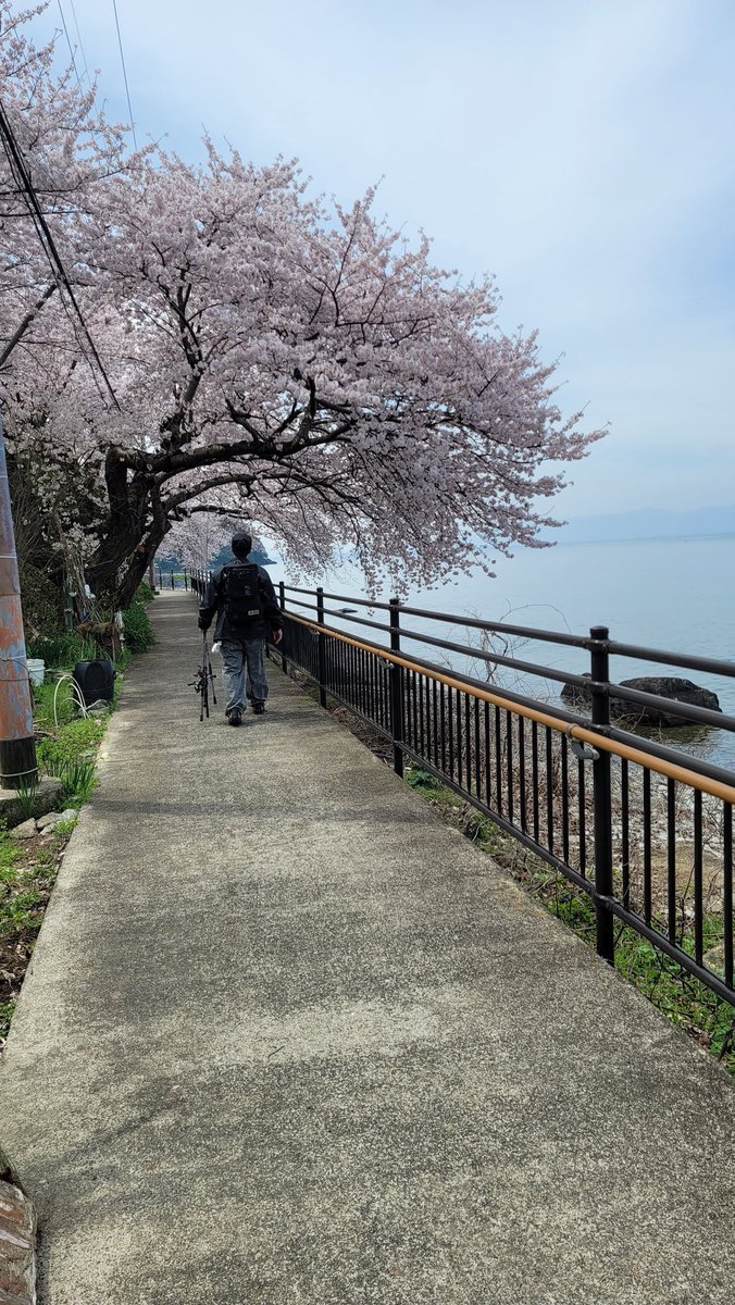 Sho19840727's tweet photo. 全く何もなかったけど
桜がとても綺麗でした
#琵琶湖
#沖島 https://t.co/q6xfpY0LWV