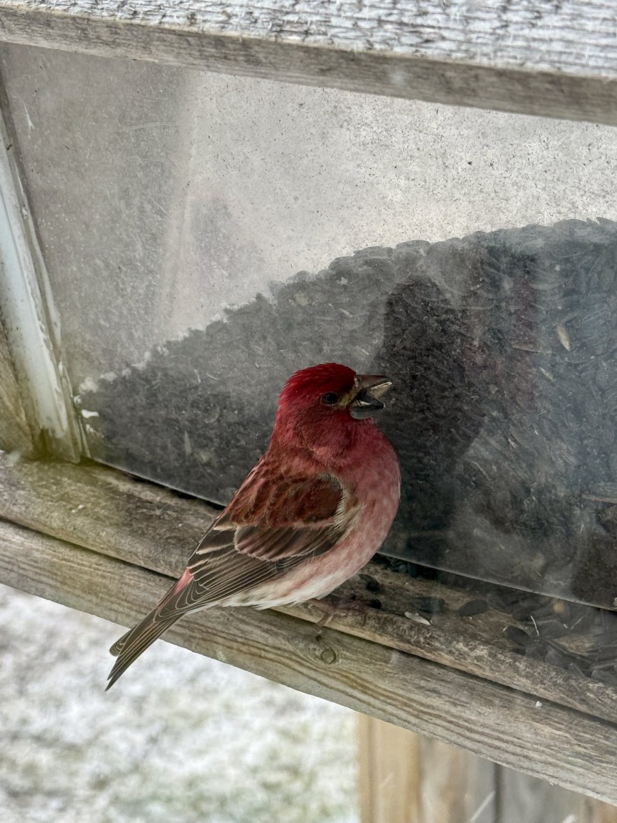 Lady Hollow Tree tweet media