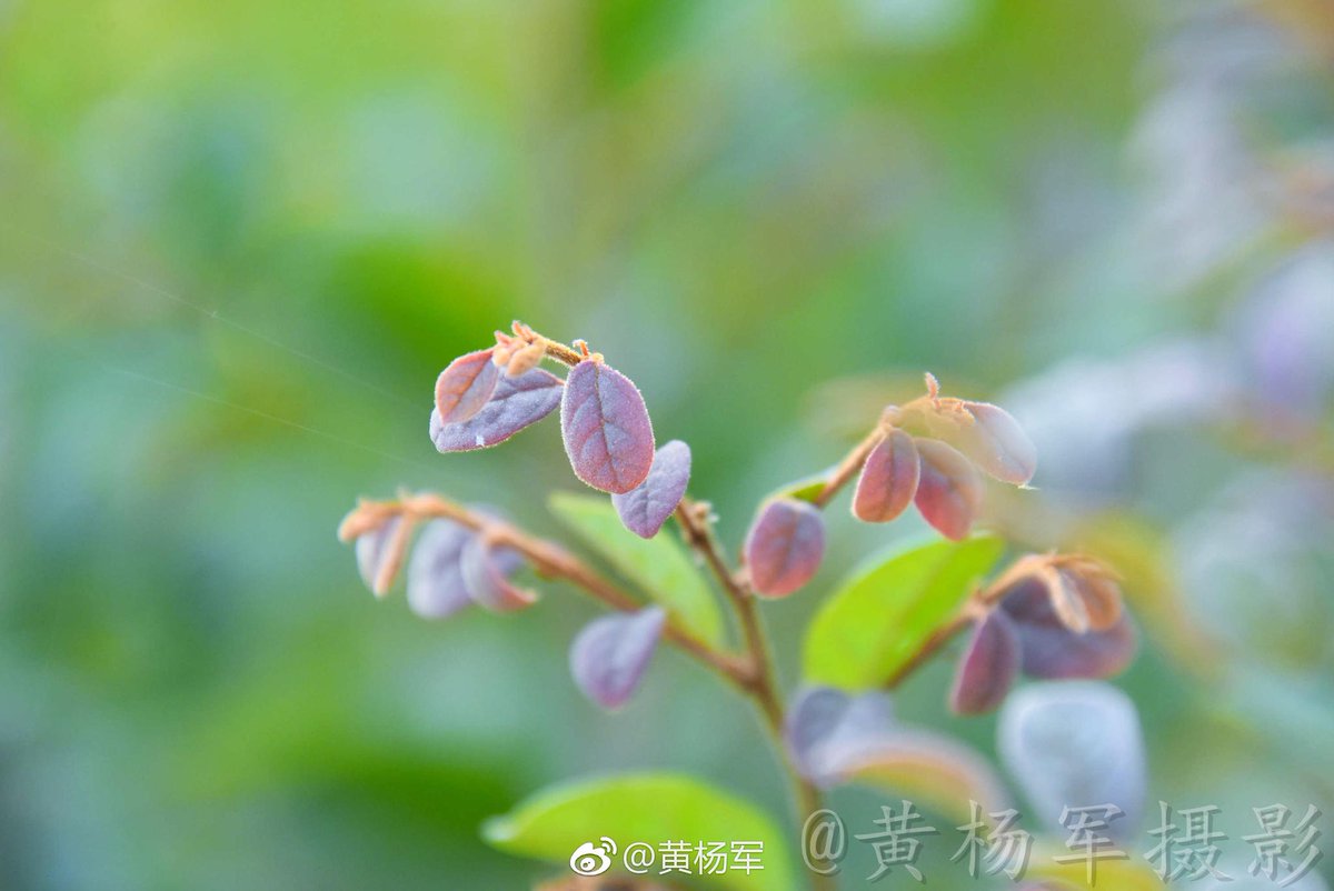 Subhash Phulpagar tweet media