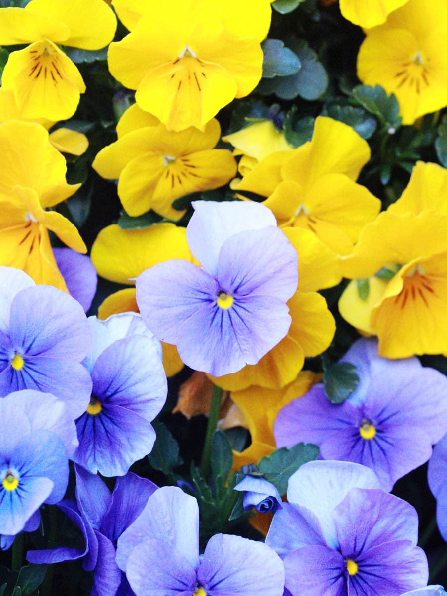 かえたろう tweet media