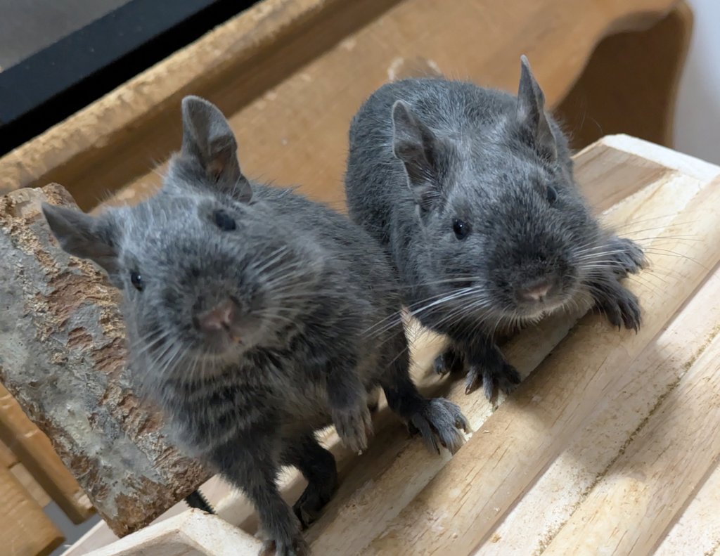 ももでぐのごはん係 tweet media