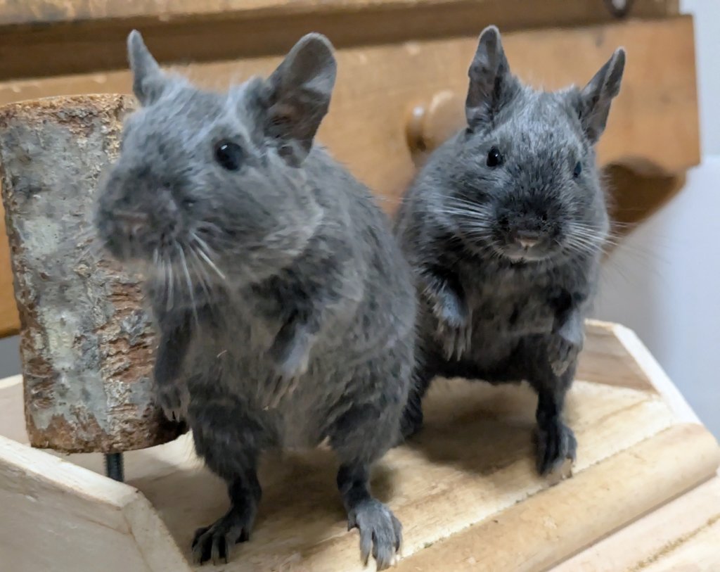 ももでぐのごはん係 tweet media