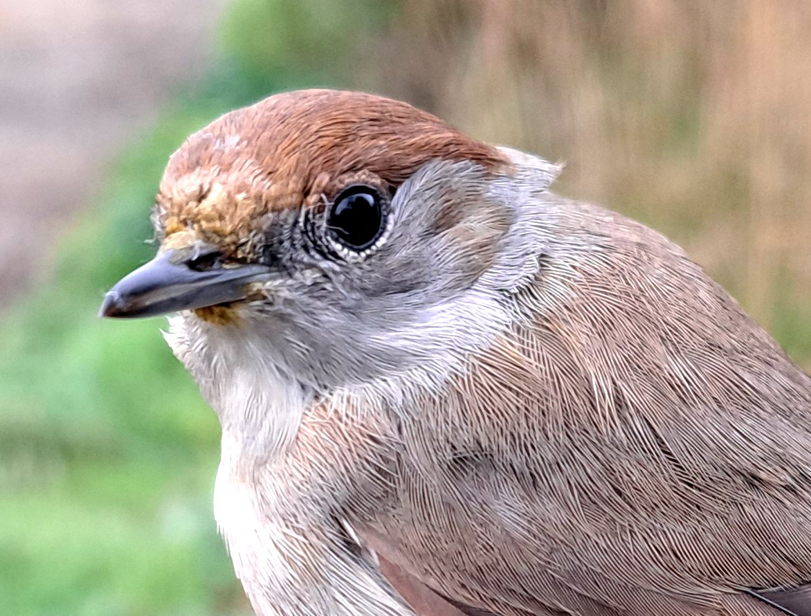 GrahamDeacon12's tweet image. Lovely spring morning full of birdsong at Sevenhampton. A big 22 Blackcap's ringed with un-ringed, singing birds passing us by at the ringing table all morning. Also ringed, 2 Chiffchaff plus a couple of stunning male Greenfinch #birdringing #migration