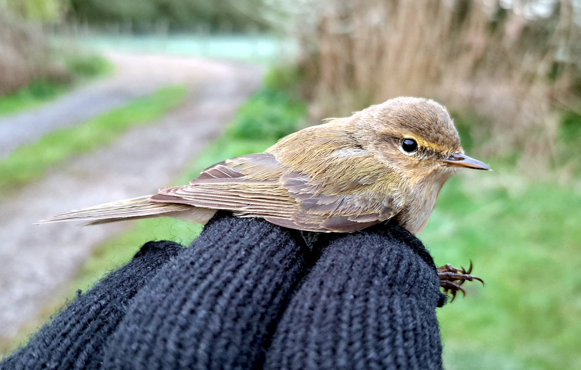GrahamDeacon12's tweet image. Lovely spring morning full of birdsong at Sevenhampton. A big 22 Blackcap's ringed with un-ringed, singing birds passing us by at the ringing table all morning. Also ringed, 2 Chiffchaff plus a couple of stunning male Greenfinch #birdringing #migration