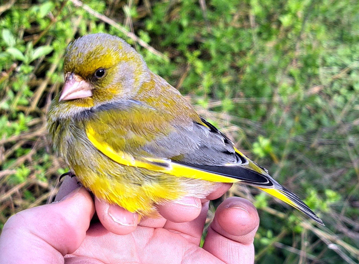GrahamDeacon12's tweet image. Lovely spring morning full of birdsong at Sevenhampton. A big 22 Blackcap's ringed with un-ringed, singing birds passing us by at the ringing table all morning. Also ringed, 2 Chiffchaff plus a couple of stunning male Greenfinch #birdringing #migration