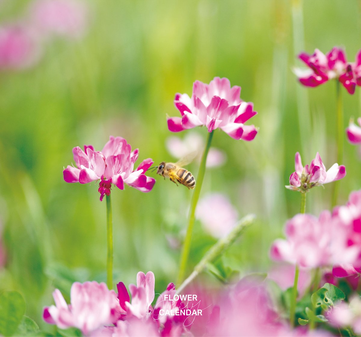レンゲソウ｜花の日めくり

花言葉「苦しみをやわらげる」

中国原産のマメ科の二年草で、春に小さな蝶形の花が輪状に咲きます。
昔は田んぼに植えられ肥料として利用されましたが、レンゲの栽培は1960年代以降に急激に減少しました。