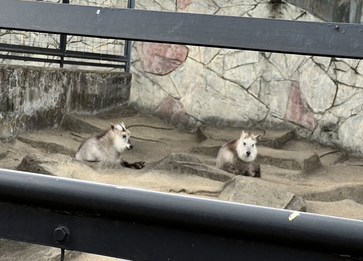 アンサンブル・コノハ【公式】 tweet media