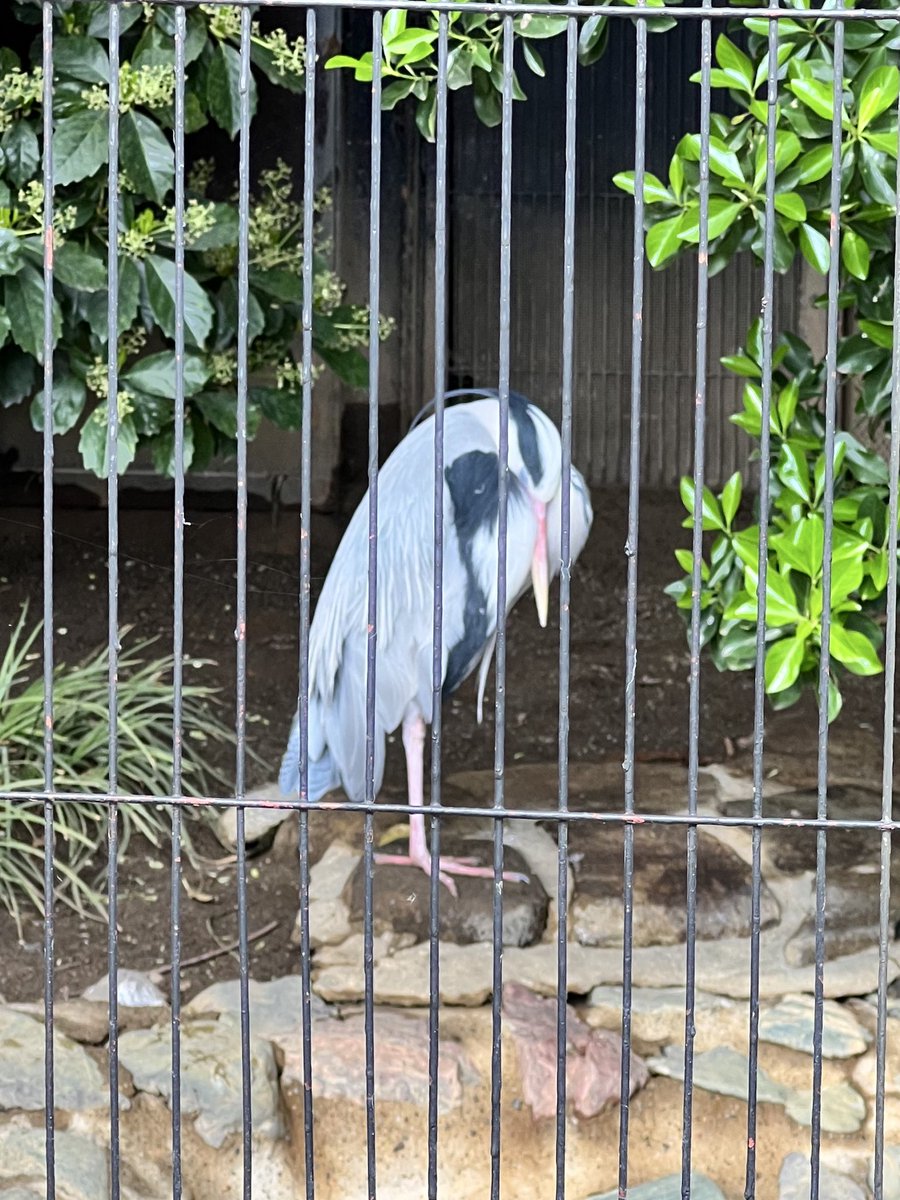 アンサンブル・コノハ【公式】 tweet media