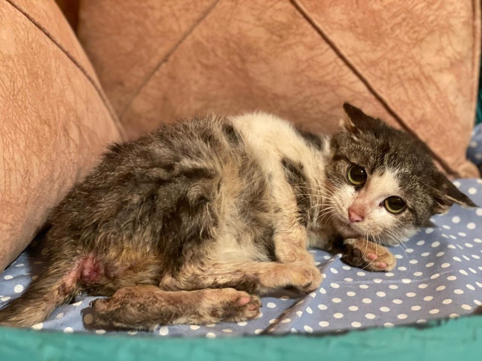 Mommy's Rescue Cat Shelter tweet media