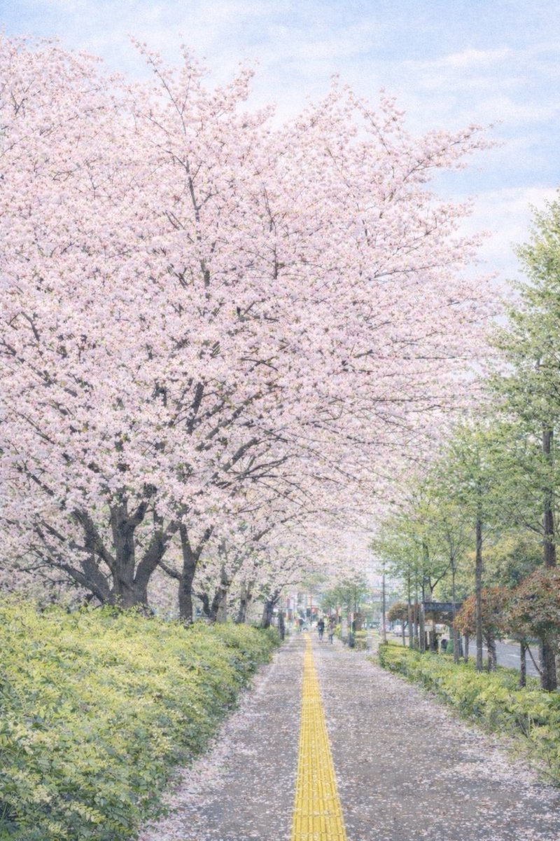 昨日出会った桜並木