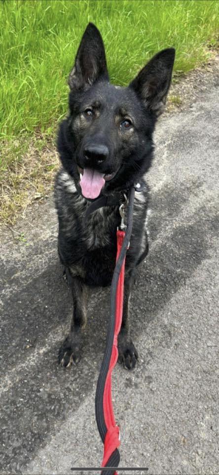 German Shepherd Rescue Elite ( GSRE ) tweet media