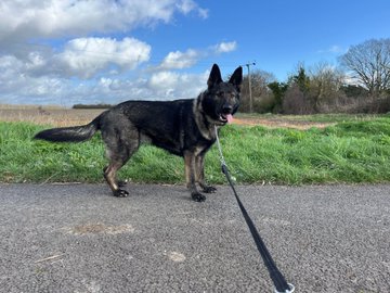 German Shepherd Rescue Elite ( GSRE ) tweet media