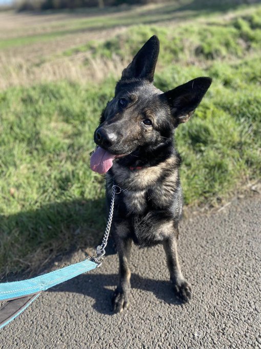 German Shepherd Rescue Elite ( GSRE ) tweet media