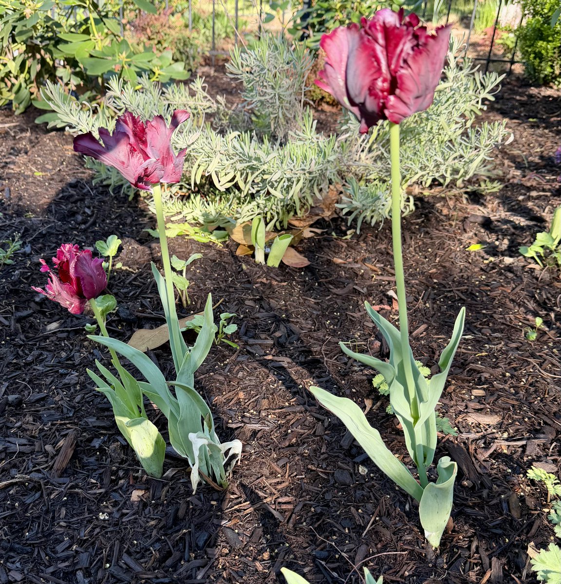 Harmeet K. Dhillon tweet media