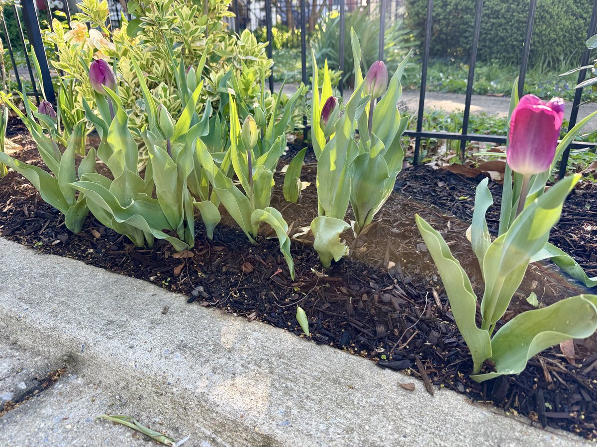 Harmeet K. Dhillon tweet media