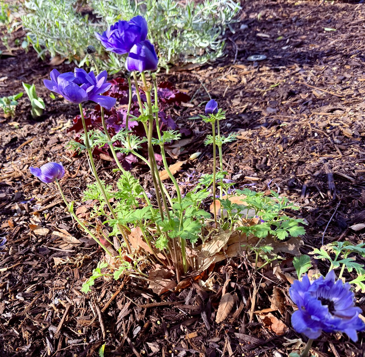 Harmeet K. Dhillon tweet media