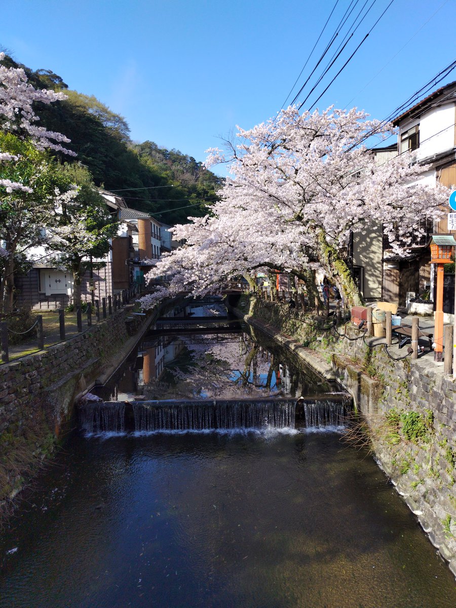 kinosakiropeway's tweet photo. 今年の桜🌸はとっても癒される💓🥰💓🥰💓 https://t.co/umQQZebXFt
