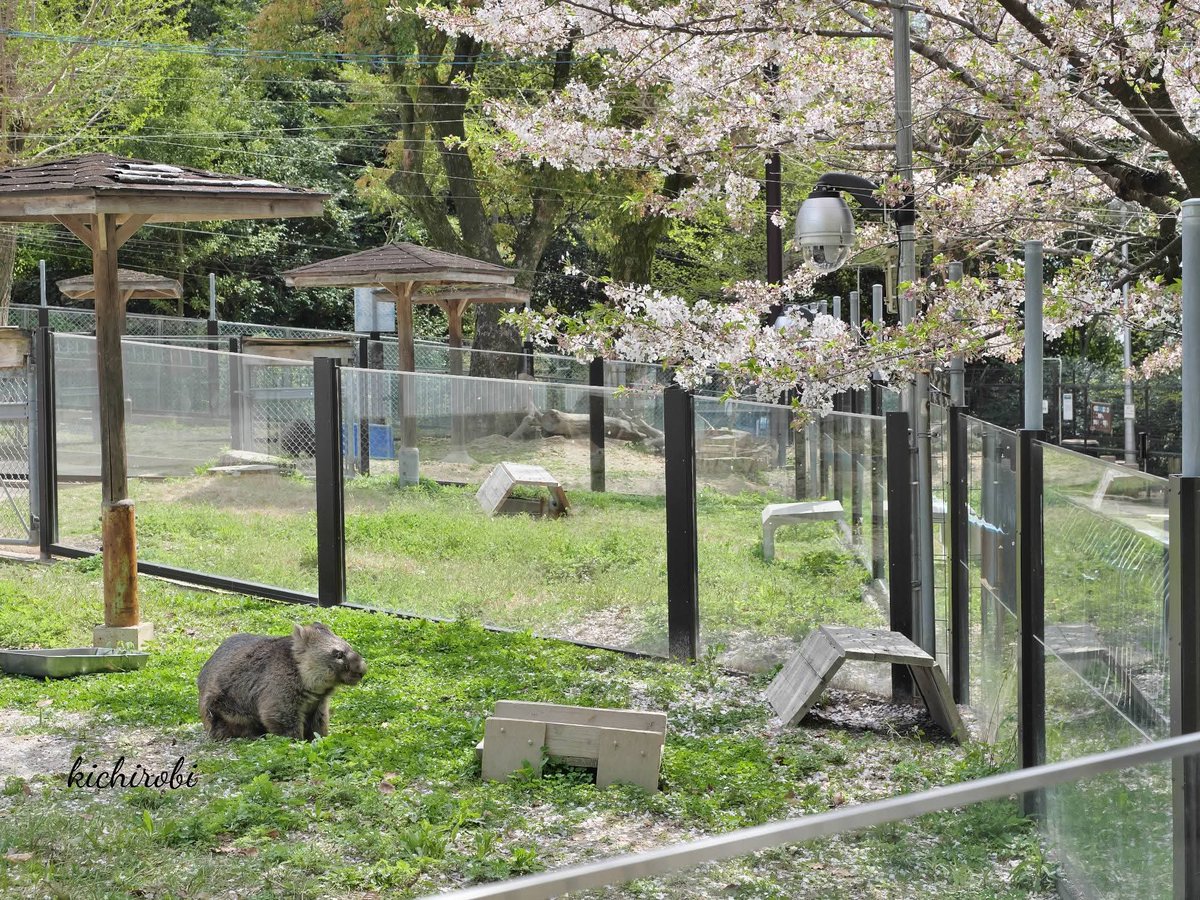 kichirobi tweet media