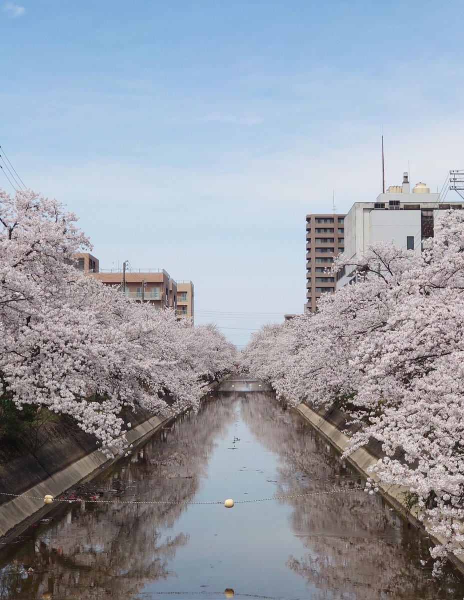 ことり tweet media