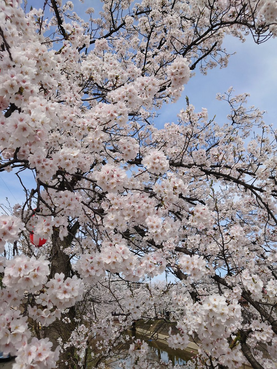 ことり tweet media