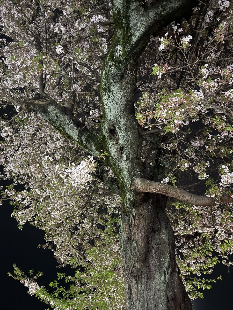 赤石晋一郎/ジャーナリスト tweet media