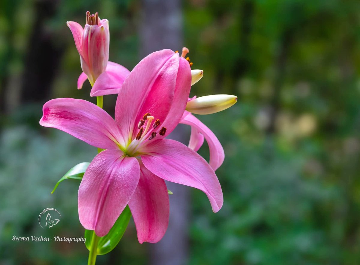 SerenaVachon's tweet image. Pretty in pink #flowers #flowerphotography #FlowersOfX #nature #NaturePhotography